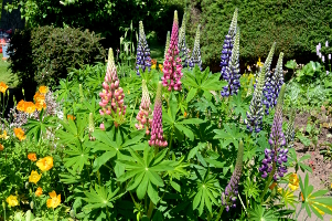 Cradley Open Gardens